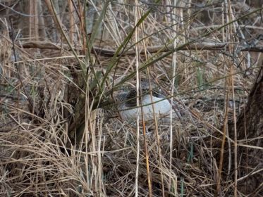 Graugans im Nest