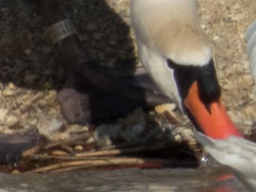 Höckerschwan mit Pragring LB 6711