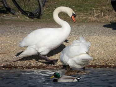 Höckerschwan mit Pragring LB 6711
