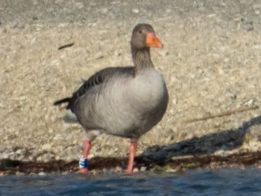 Graugans-Ganter Y78 allein bei den Sitzbänken. Fotografiert vom Holzsteg aus gegenüber