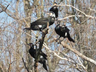 122_amperstausee_200311