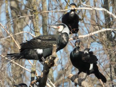 Kormorane auf Baum am Amperstausee