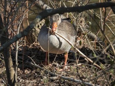 Graugans sammelt Nistmaterial