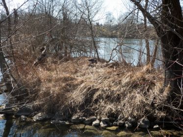 Graugans im Nest. Dahinter brüteteten in den Vorjahren Höckerschwäne