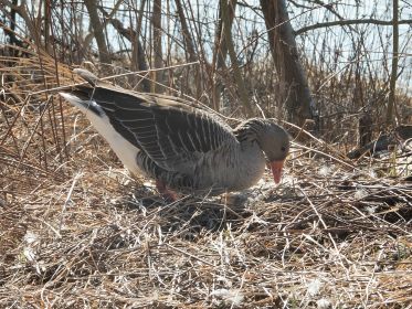 Nest bei Parkbänken in Nahansicht