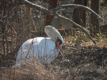 Höckerschwan LB 6711 hat offenbar Nistplatz ausgesucht