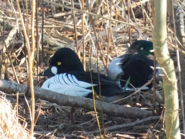 Schellente auf Insel. Vergesellschaftet mit Stockenten-Erpel