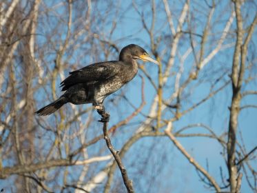 157_amperstausee_200311