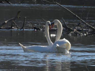 Balzendes Höckerschwanpaar