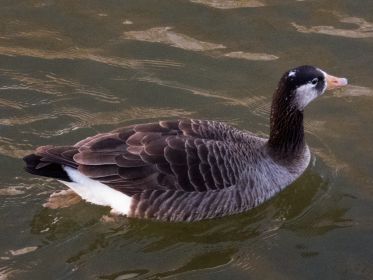 Gänsehybrid, zuweilen krächzende Laute von sich gebend
