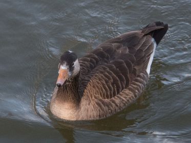 162_amperstausee_200311