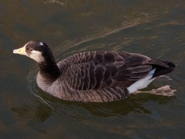 164_amperstausee_200311