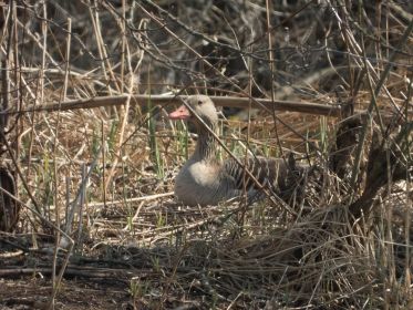 Graugans im Nest auf Insel. Siehe auch Bild 1706