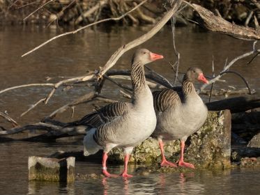 Graugans nur mit Vogelwartenring