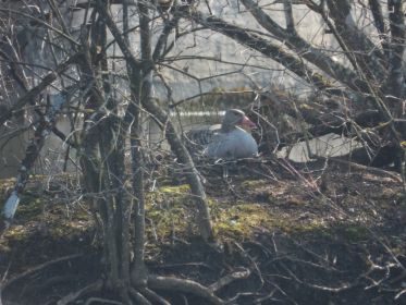 Graugans im Nest auf Insel