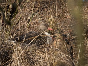 Auf der anderen Seite der Eisenbahninsel brütet eine weitere Graugans