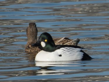 Die Stockente will von der Schellente offensichtlich nicht wissen