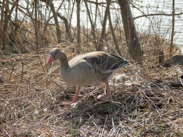 Graugans am Nest auf kleiner Insel bei Sitzbankgruppe