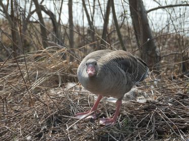 Graugans am Nest auf kleiner Insel bei Sitzbankgruppe