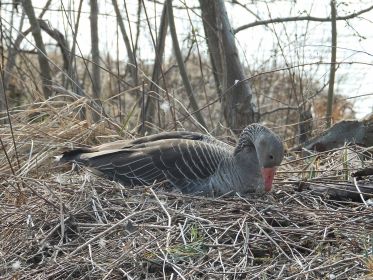 Graugans im Nest auf kleiner Insel bei Sitzbankgruppe