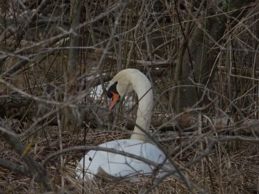 Höckerschwan im Nest. Mutmaßlich das Männchen