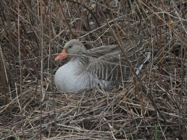 Graugans im Nest auf Insel nahe Autobrücke Fürstenfelder Straße. Ganz nah am Dammweg