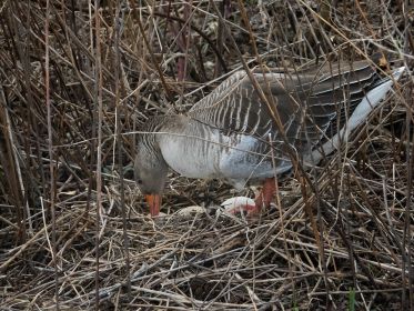 Graugans im Nest auf Insel nahe Autobrücke Fürstenfelder Straße. Ganz nah am Dammweg