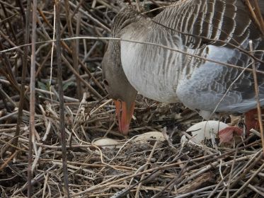 Graugans im Nest auf Insel nahe Autobrücke Fürstenfelder Straße. Ganz nah am Dammweg
