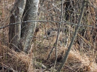 Graugans im Nest auf Insel nahe Autobrücke Fürstenfelder Straße