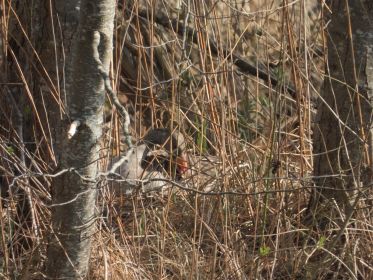 Graugans im Nest auf Insel nahe Autobrücke Fürstenfelder Straße