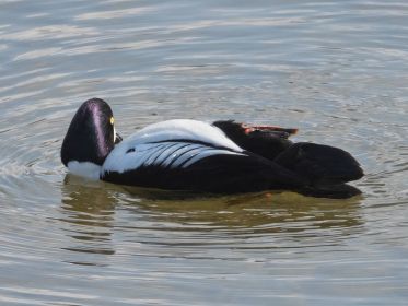 Schellente im Amperstausee