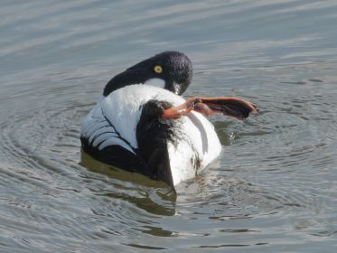 Schellente im Amperstausee