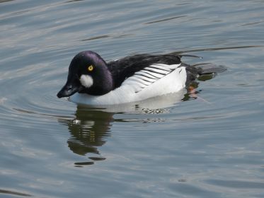 Schellente im Amperstausee
