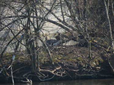 Graugans im Nest auf größerer Insel in der Mitte des Amperstausees