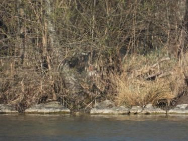 Graugans im Nest auf Insel nahe Autobrücke Fürstenfelder Straße