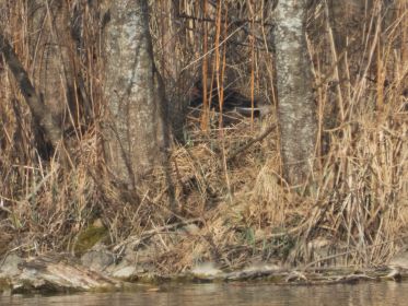 Graugans im Nest auf Insel nahe Autobrücke Fürstenfelder Straße