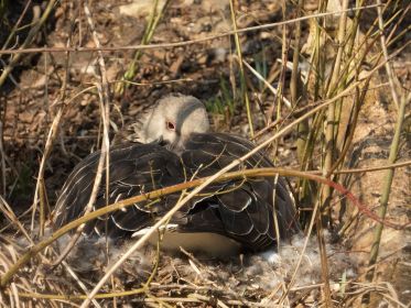 Graugans im Nest auf Insel neben Eisenbahnbrücke