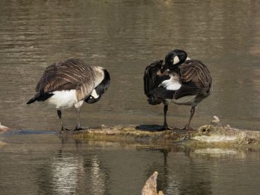 Ein Kanadaganspaar vor der kleinen "reservierten" Insel