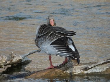 Graugans putzt sich
