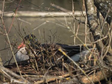 Graugans im Nest