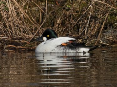 Schellente ruht sich an einer Insel aus