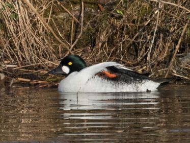 Schellente ruht sich an einer Insel aus