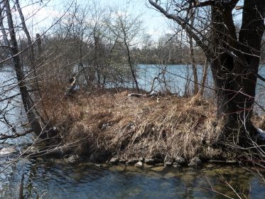 Graugans im Nest auf Insel neben den vier Sitzbänken