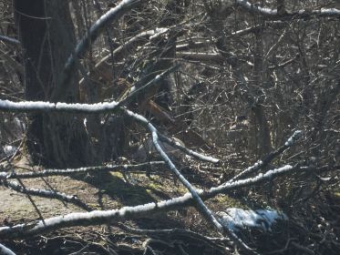 Graugans im Nest auf Insel