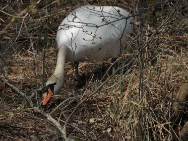 Mutmaßlich die Schwanendame beim Sammeln von Nistmaterial