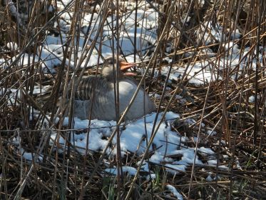Graugans im Nest auf Insel bei Brücke Fürstenfelder Straße