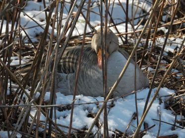 Graugans im Nest auf Insel bei Brücke Fürstenfelder Straße