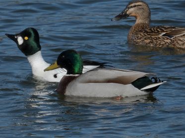 Schellente sucht immer wieder Anschluss an ein Stockentenpaar