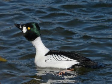 Schellente im Amperstausee