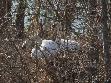 Zwei Schwäne am Nest